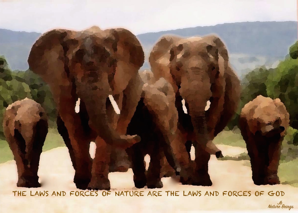 NatureBeings Jb. Canvas. jpg